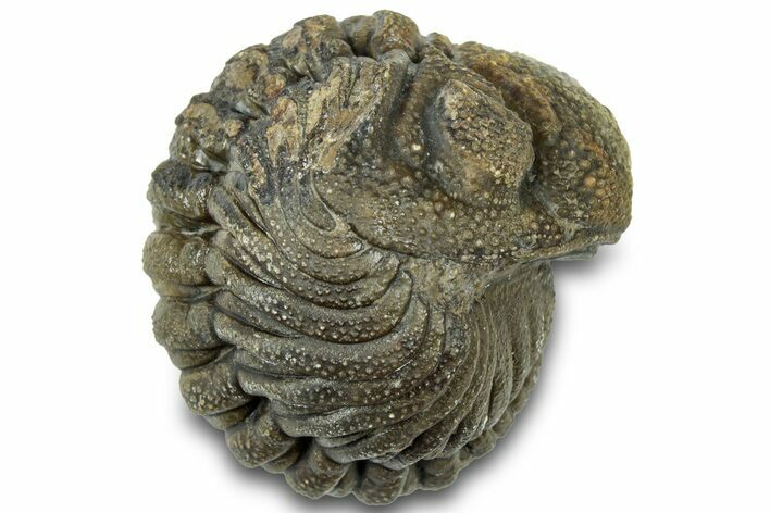 Wide, Bumpy Enrolled Morocops Trilobite - Morocco #310761